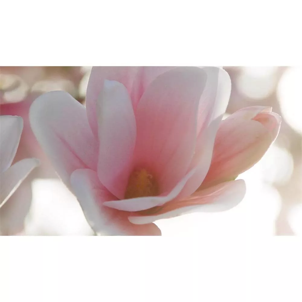 Estee Lauder Beautiful Magnolia Eau de Parfum Spray 50ml